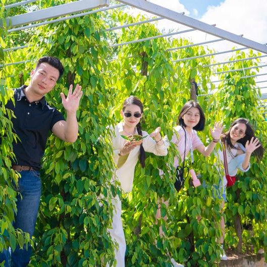 Vườn tiêu Phú Quốc