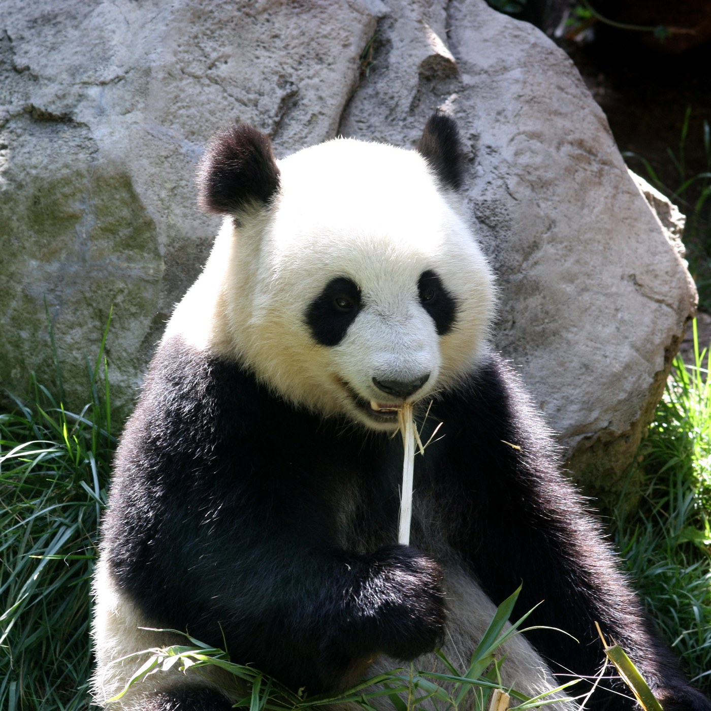 Gấu trúc Thành Đô