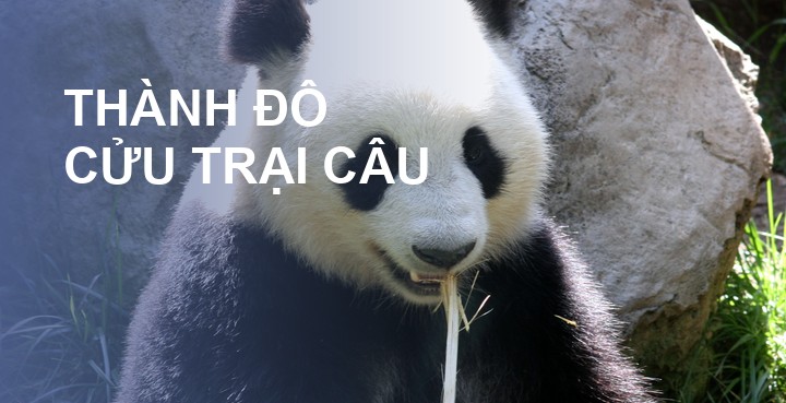 Tour Thành Đô